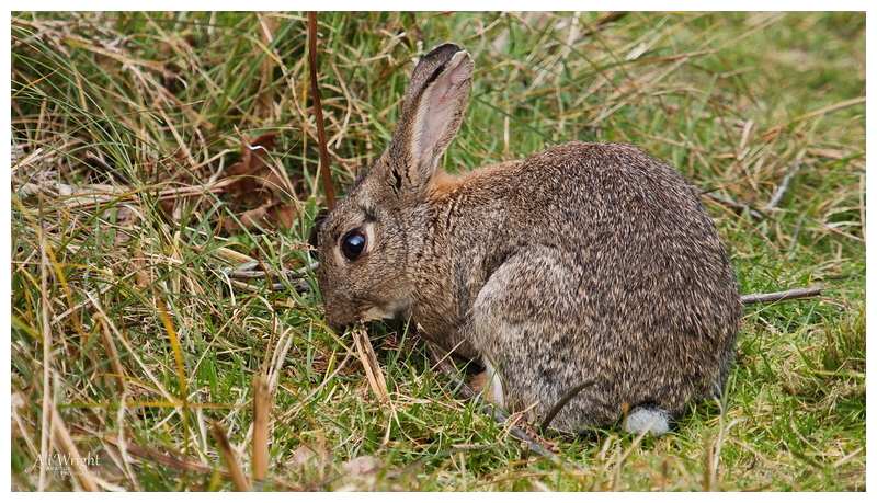 Rabbit