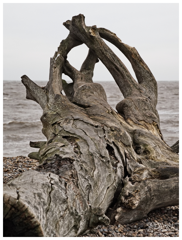 Fallen Tree Driftwood